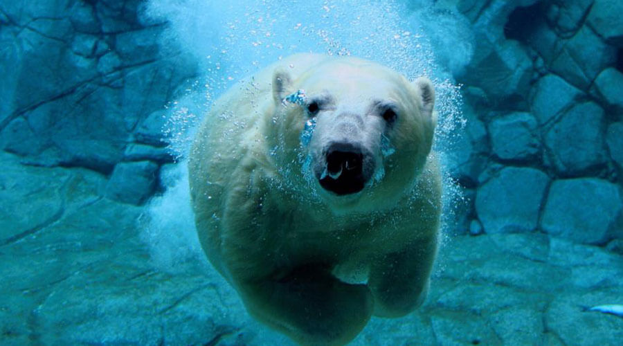 Polar Bear Swim 